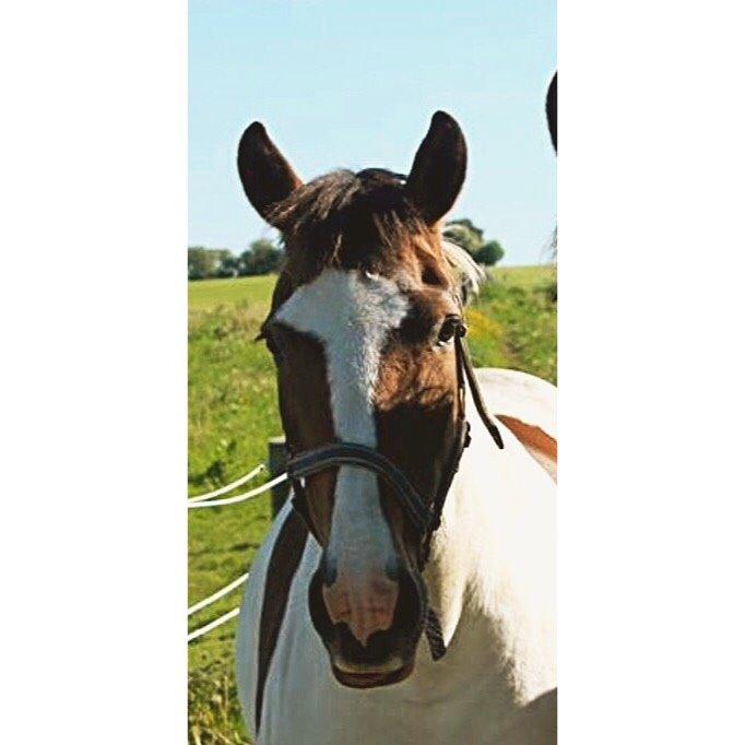 Pinto Rosenlyst's Queen Of Hearts billede 3