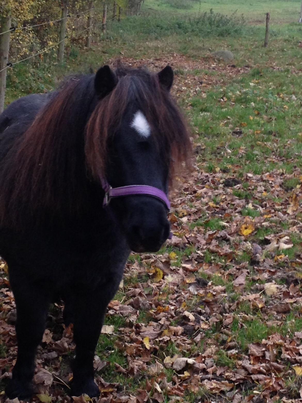 Shetlænder Mill Of Towie Country Lad billede 16