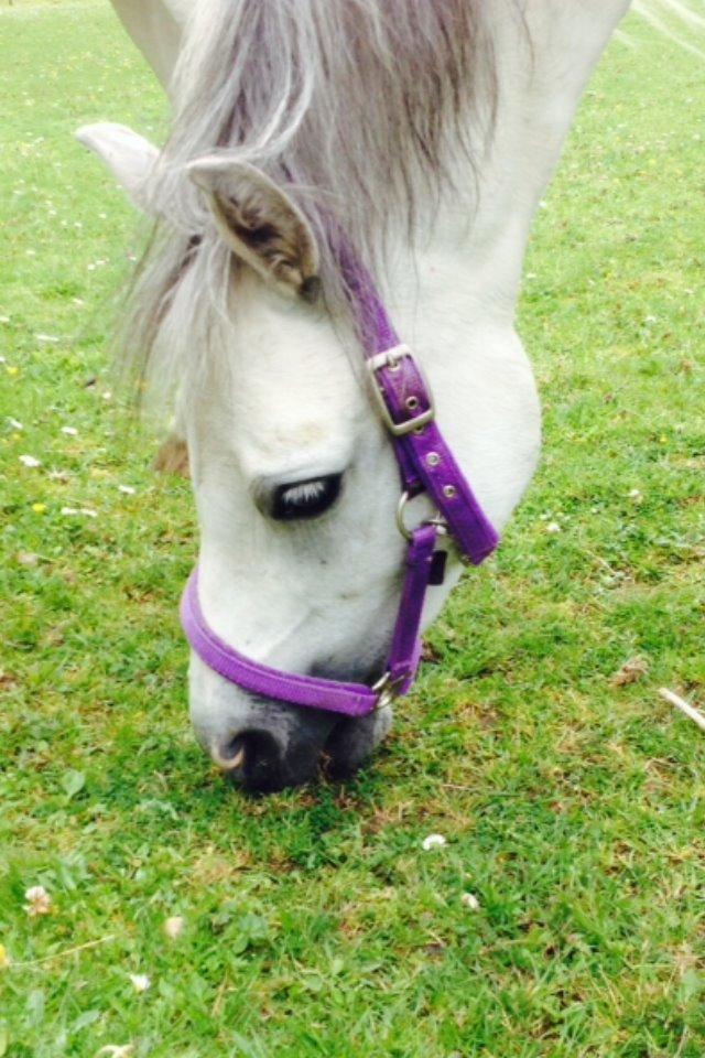 Welsh Mountain (sec A) Liljelunds Annabell billede 3