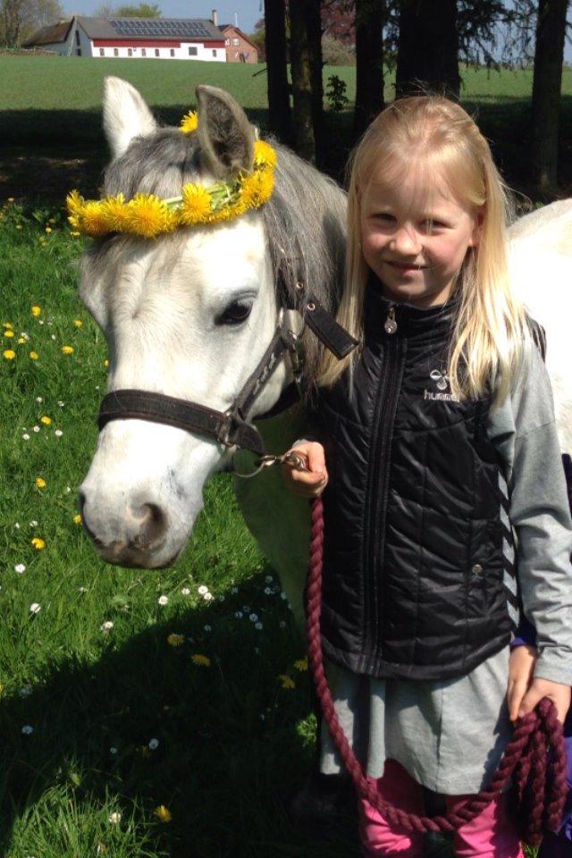 Welsh Mountain (sec A) Liljelunds Annabell - En dejlig sommerdag, (Hvor min lillesøster lavede en blomsterkrans) billede 4