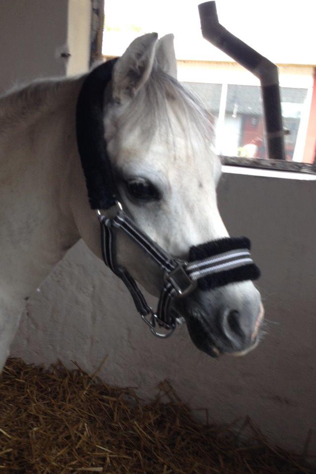 Welsh Mountain (sec A) Liljelunds Annabell - På ridelejr billede 7