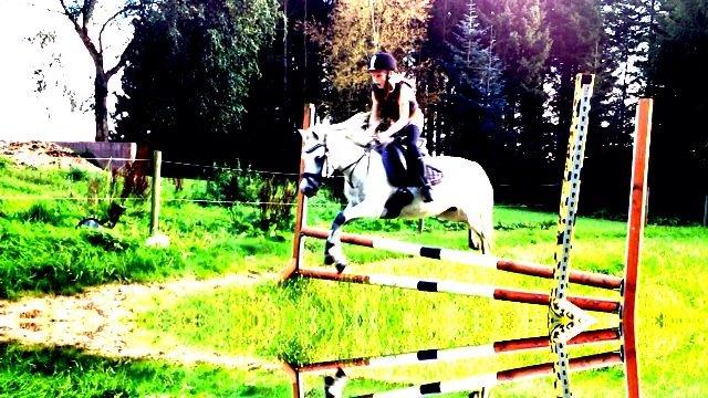 Welsh Mountain (sec A) Liljelunds Annabell - SPRINGGG!! billede 10