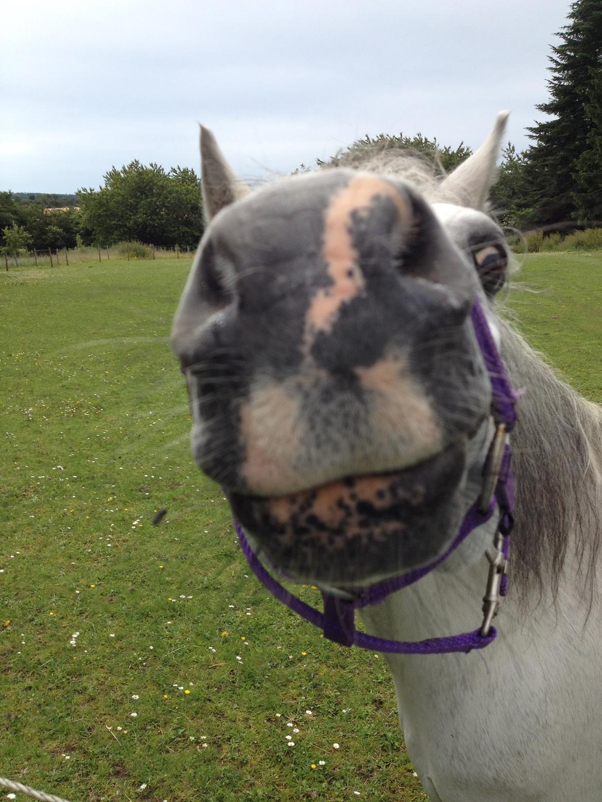 Welsh Mountain (sec A) Liljelunds Annabell - Kys mig Hannah billede 11