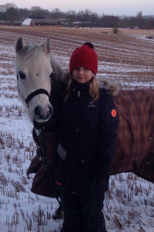 Welsh Mountain (sec A) Liljelunds Annabell - Kold vinterdag billede 12