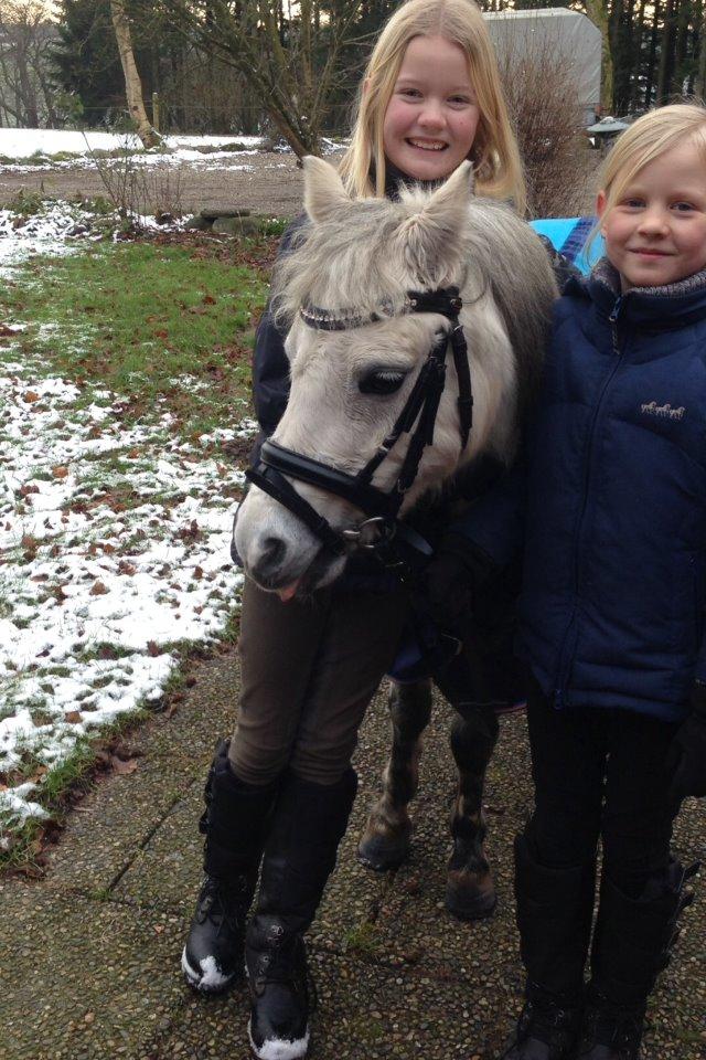 Welsh Mountain (sec A) Liljelunds Annabell - Haha jeg rækker tunge til Hannah og Lucca  billede 13