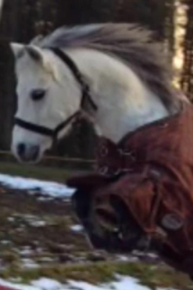 Welsh Mountain (sec A) Liljelunds Annabell - VILDPONY!! billede 14