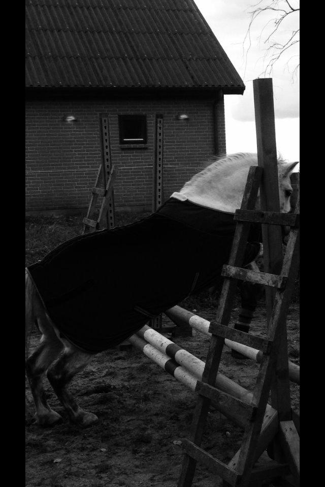 Welsh Mountain (sec A) Liljelunds Annabell - Spring billede 16