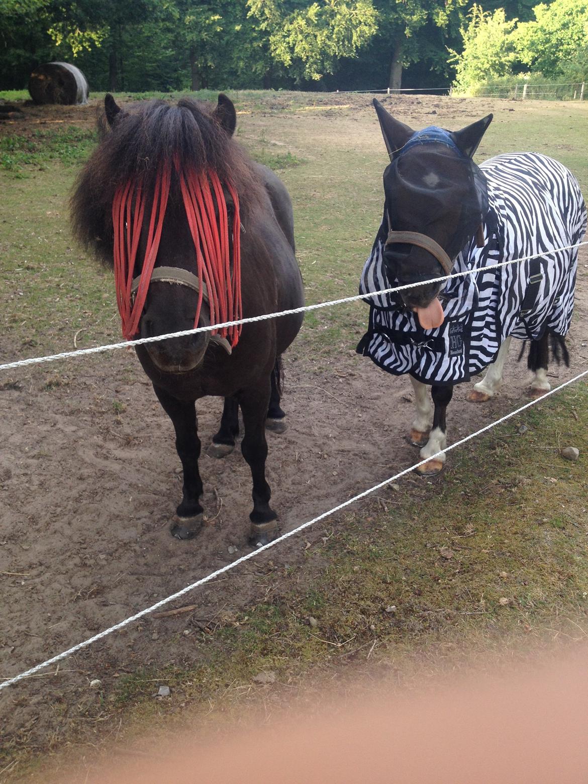 Shetlænder Smilla #Den farlige biavler! xD# - søde heste jo :* billede 20