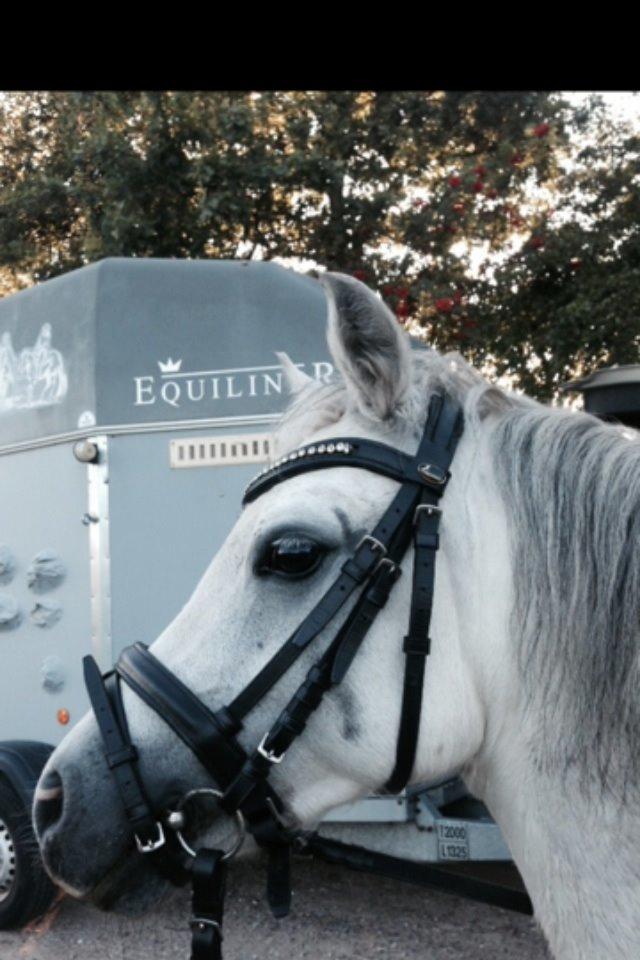 Welsh Mountain (sec A) Liljelunds Annabell - Whats up hvad sker der der ude (Vores Y-billede) billede 1