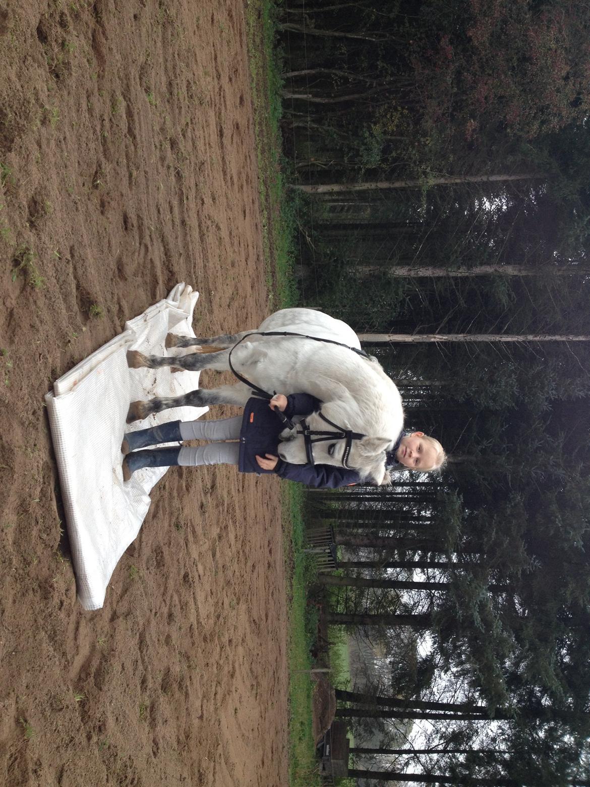 Welsh Mountain (sec A) Liljelunds Annabell - Første gang vi går over en pressing, og det lykkes uden problemer billede 20