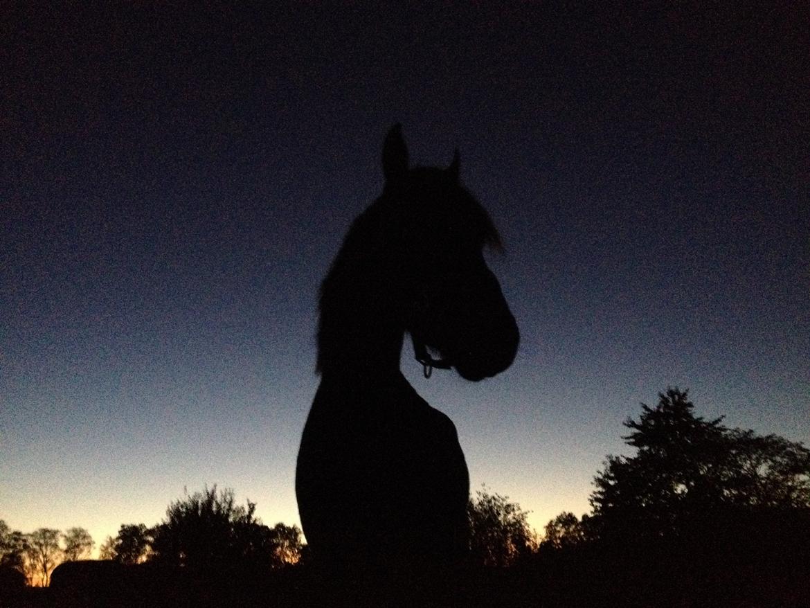 DSP Festina's Chevi *bestie* - Efterår 2015 billede 13