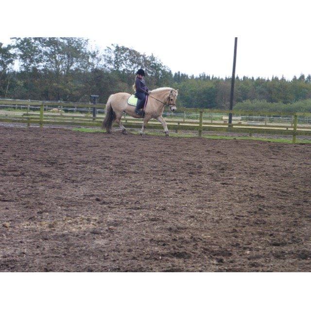 Fjordhest Cindy <3 - you are so amazing... billede 4