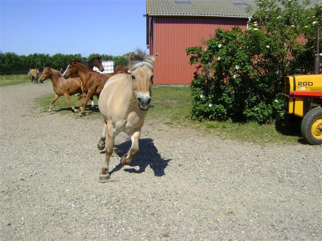 Fjordhest Cindy <3 billede 5