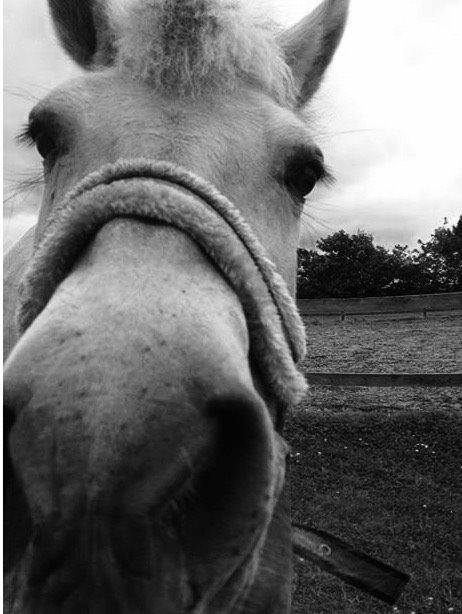 Fjordhest Cindy <3 billede 6