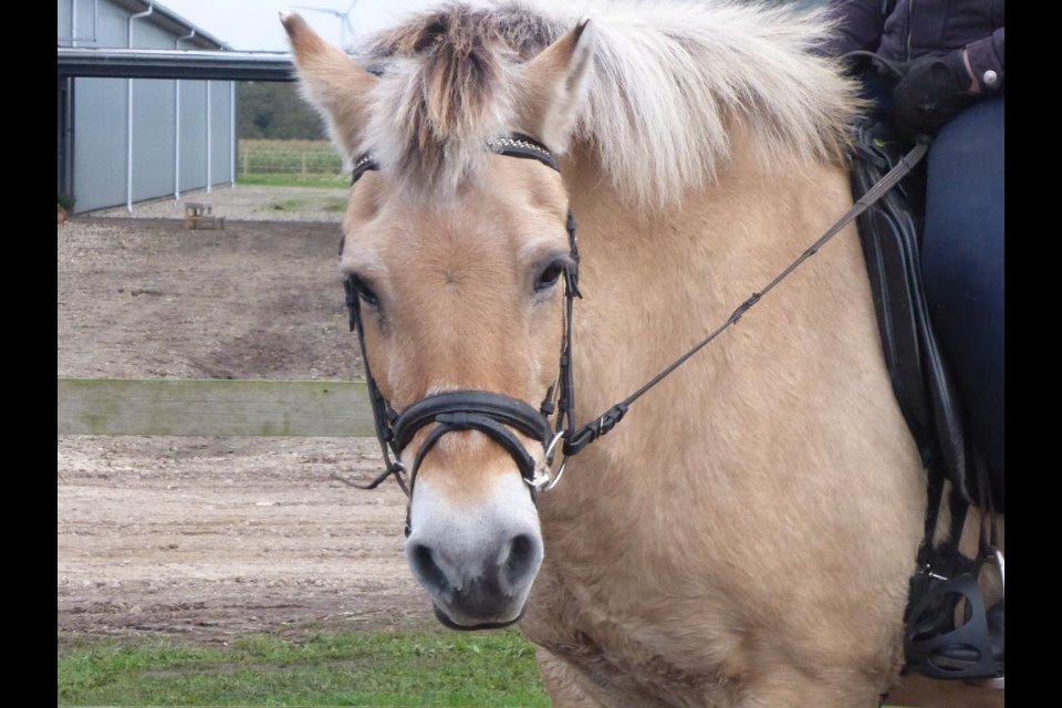 Fjordhest Cindy <3 - "if you dream it, you can do it" billede 10