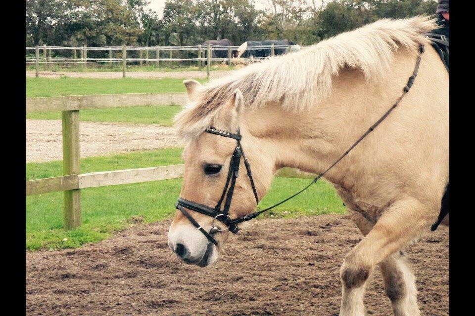 Fjordhest Cindy <3 billede 9