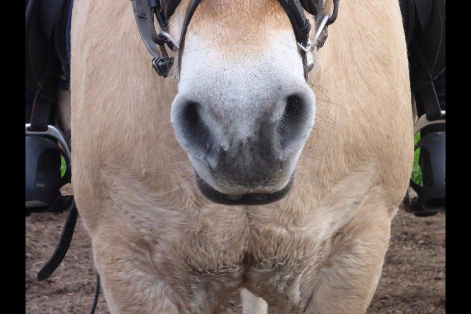 Fjordhest Cindy <3 - du kan finde os på instagram 'the_horseteam❤️ billede 11