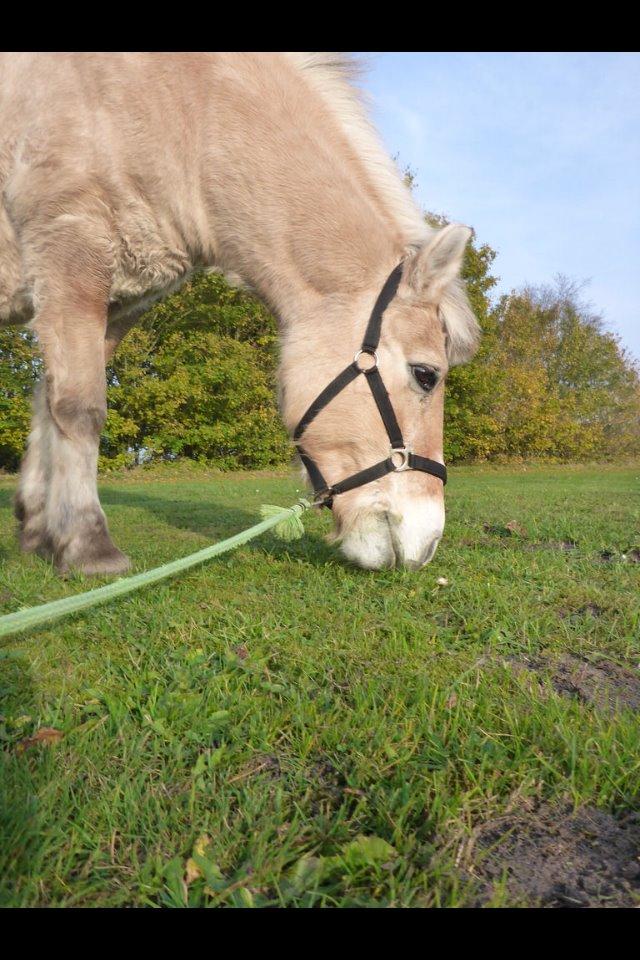 Fjordhest Cindy <3 billede 13