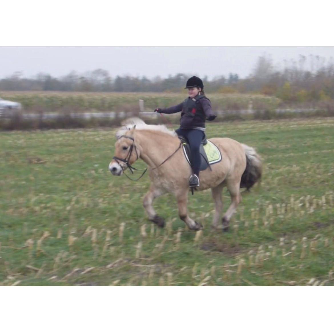 Fjordhest Cindy <3 billede 15