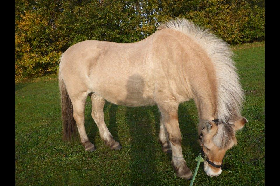 Fjordhest Cindy <3 billede 14