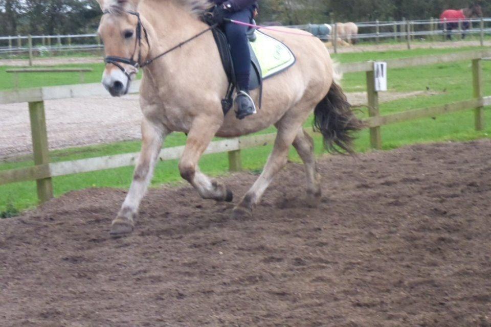 Fjordhest Cindy <3 - lækker galop billede 12