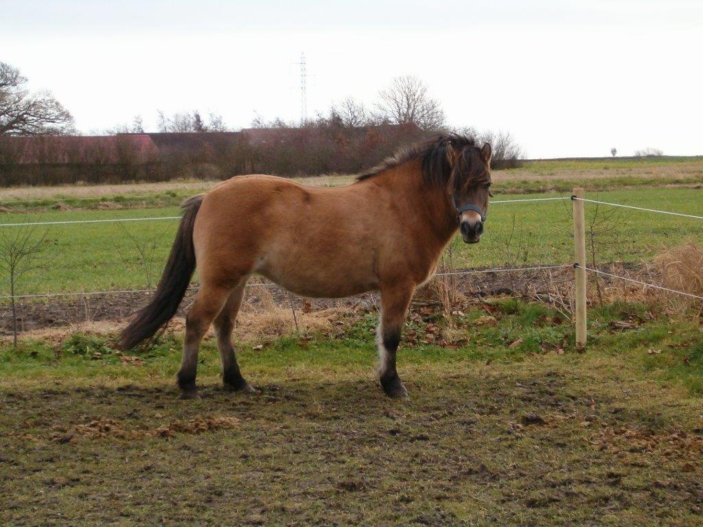Anden særlig race Scully (Sally) billede 7