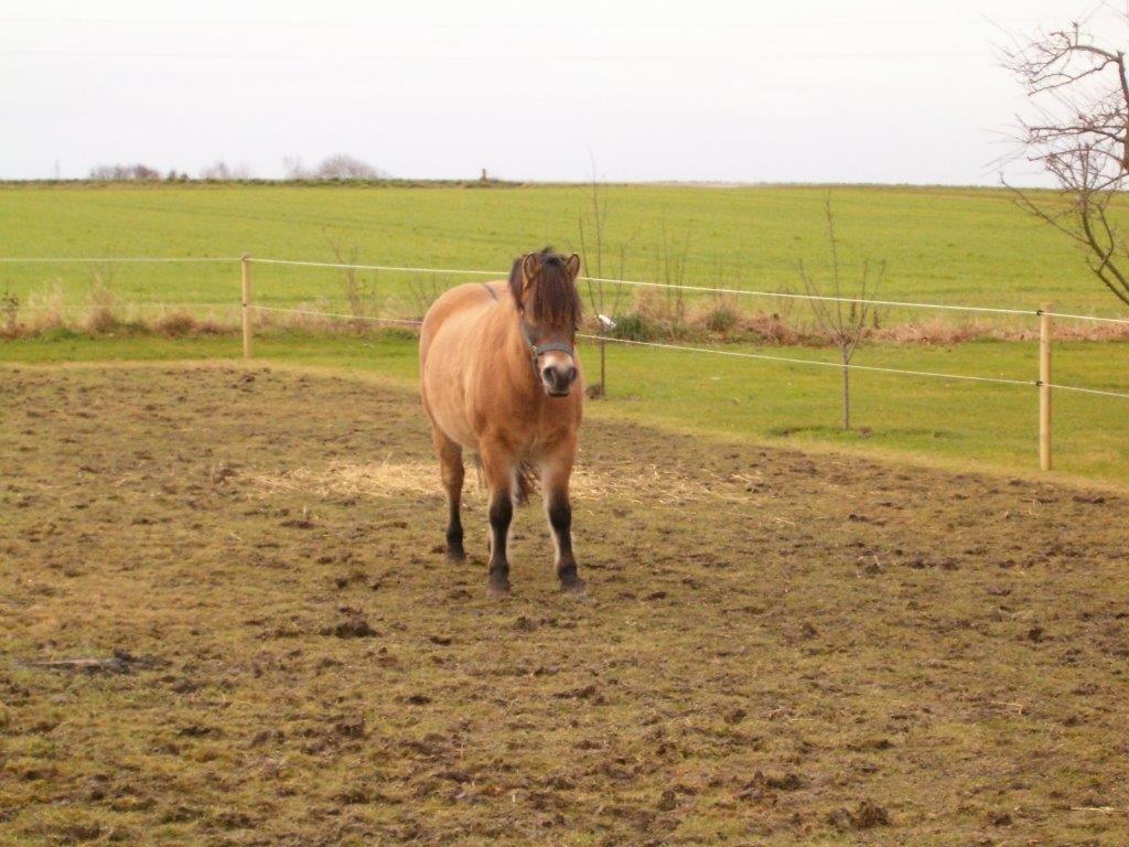 Anden særlig race Scully (Sally) billede 8