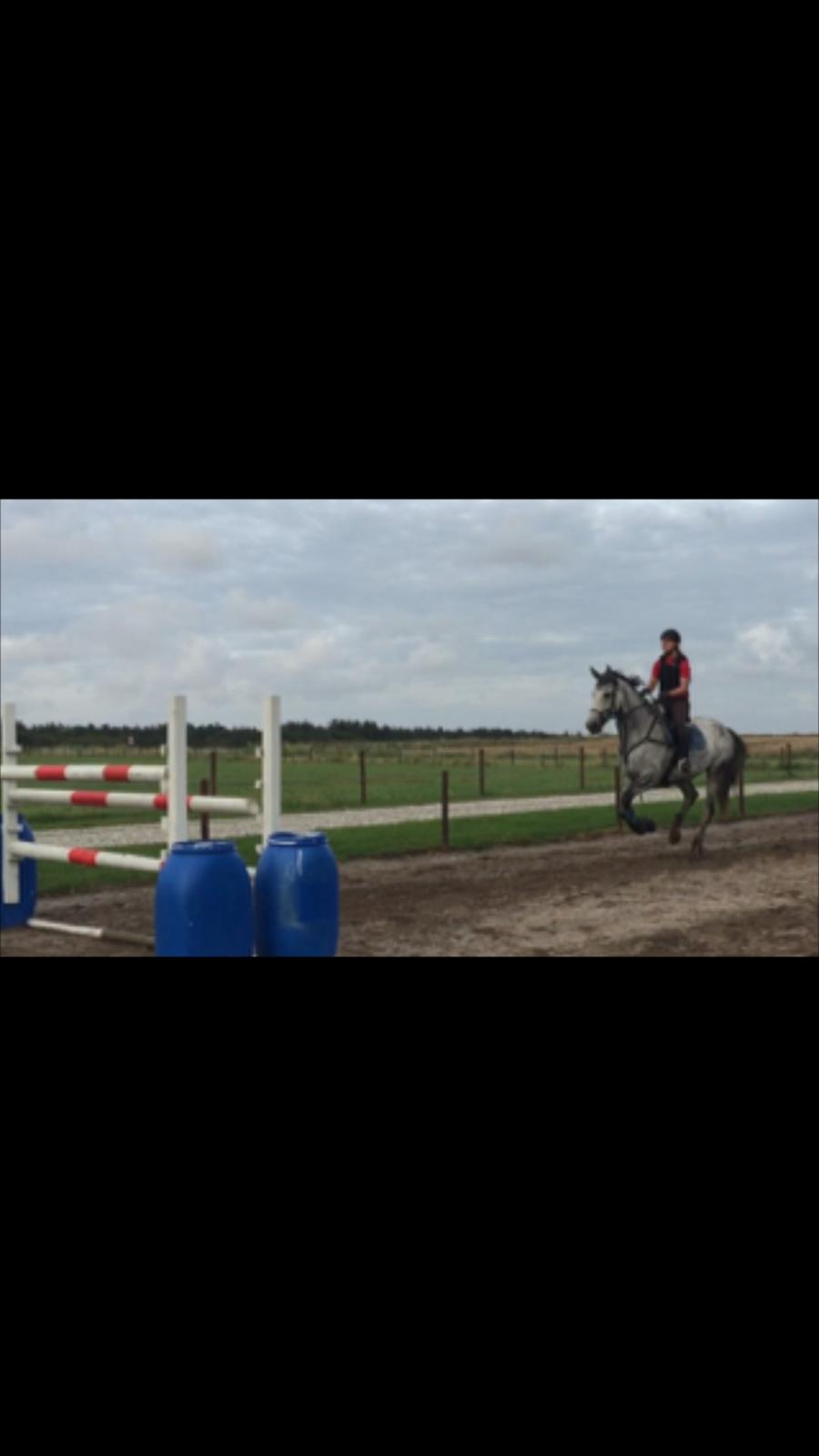 Dansk Varmblod Corina k billede 16