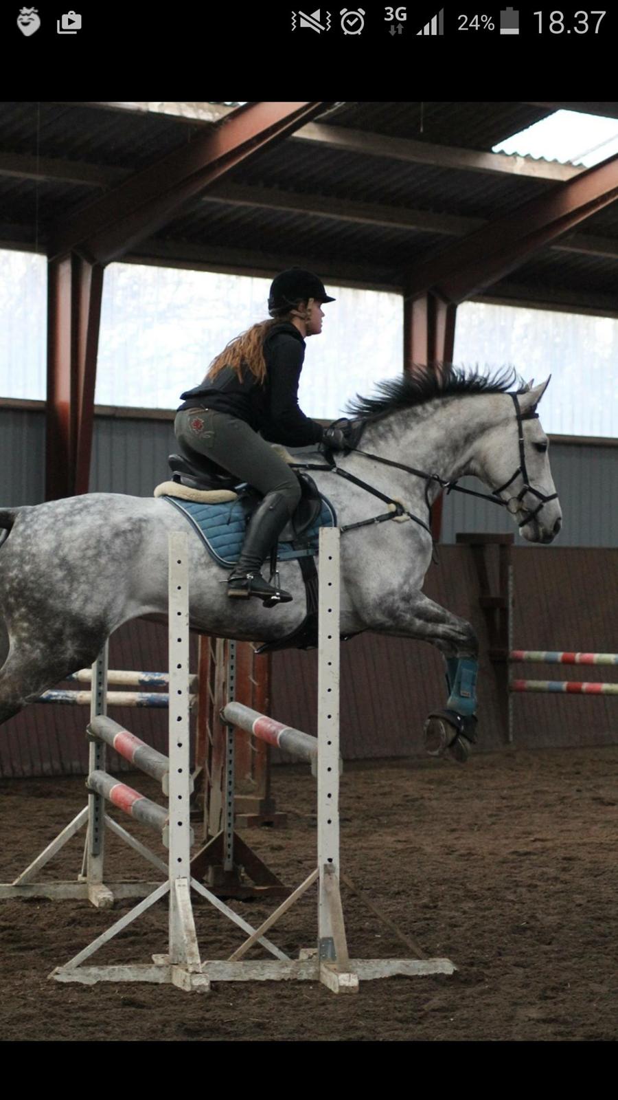 Dansk Varmblod Corina k billede 20