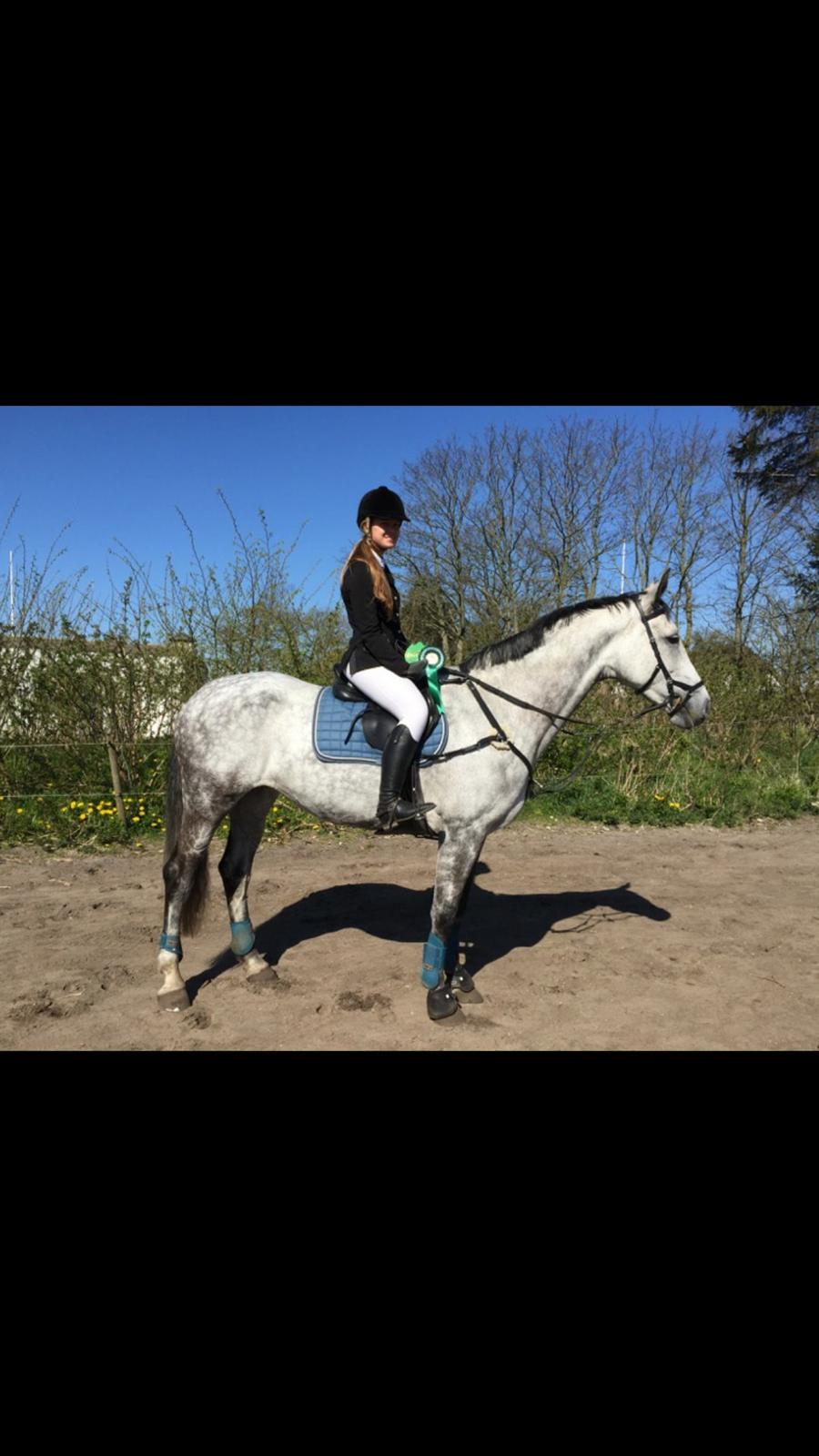 Dansk Varmblod Corina k billede 18