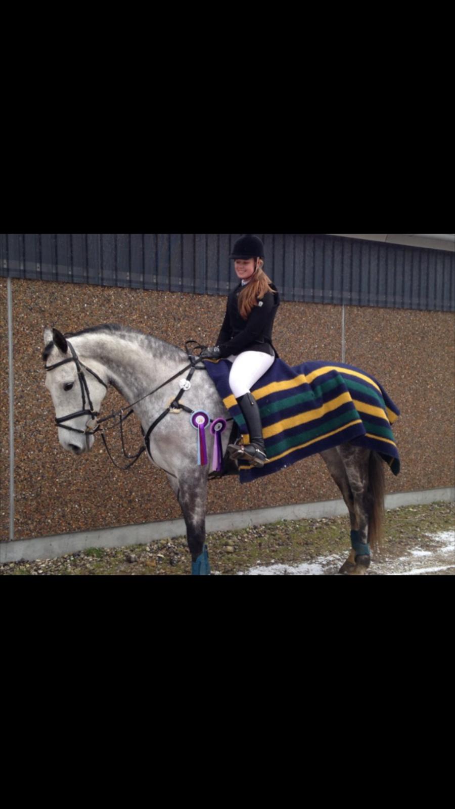 Dansk Varmblod Corina k billede 19