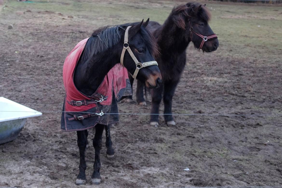 DSP Festina's Chevi *bestie* - Så ankom han til sine nye foldvenner <3 8-2/2015 billede 10