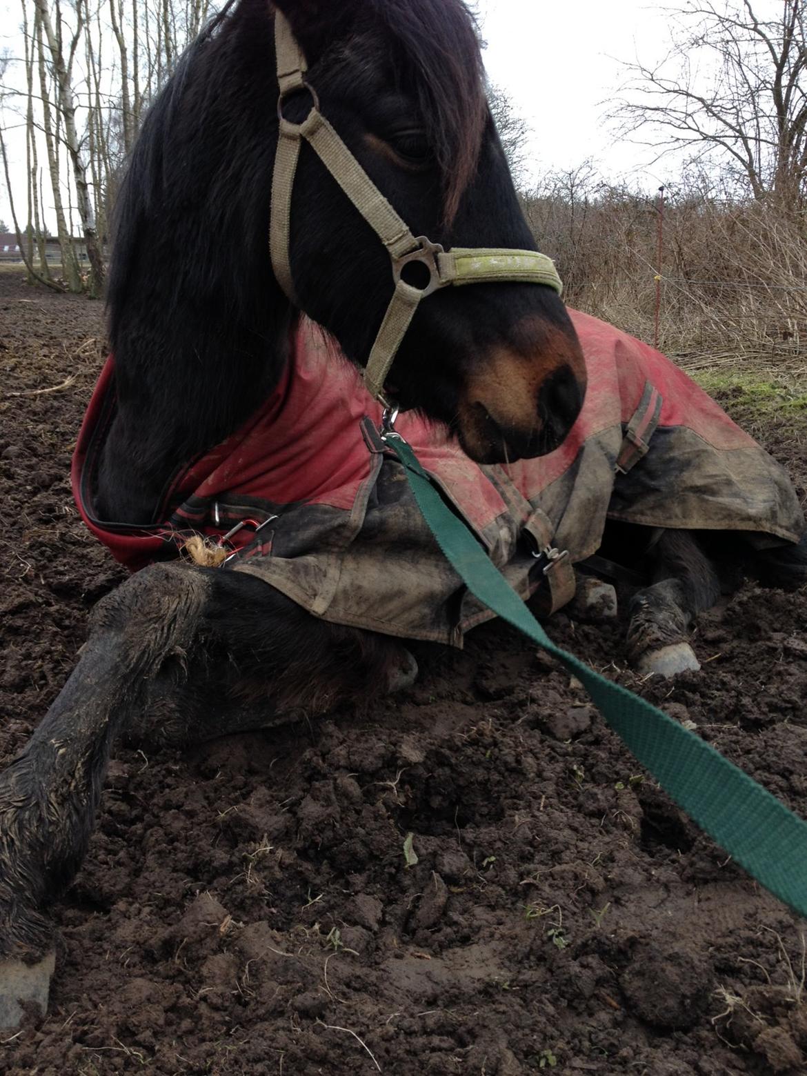 DSP Festina's Chevi *bestie* - Skatten sov i en mudderpøl <3  billede 12