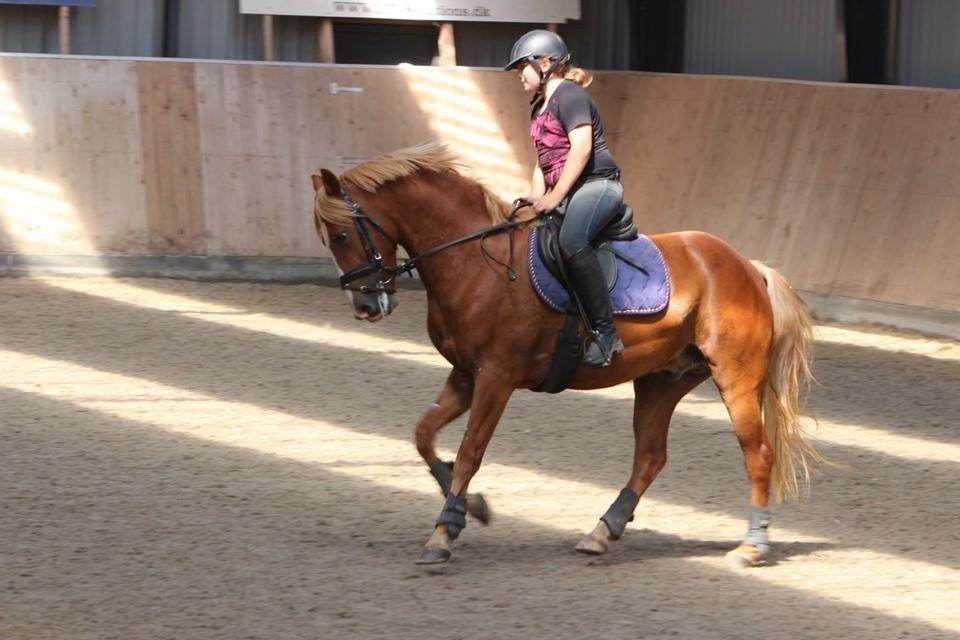 Anden særlig race Kjelstrups Shadow (himmelhest) billede 5