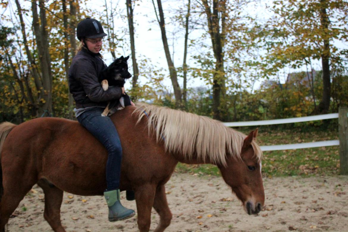 New Forest Mr. Hidalgo Jabidi billede 18