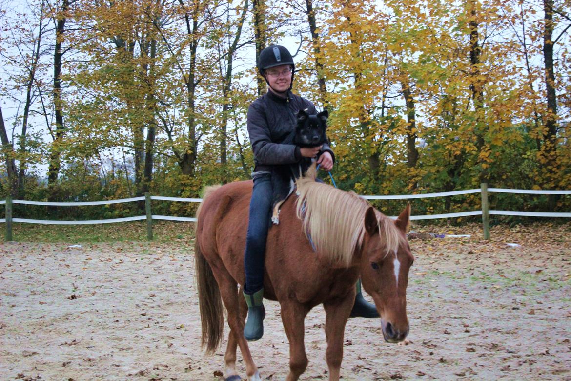 New Forest Mr. Hidalgo Jabidi billede 20