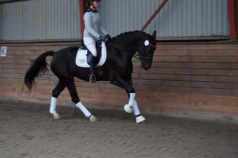 Oldenborg Pandora Noir billede 5