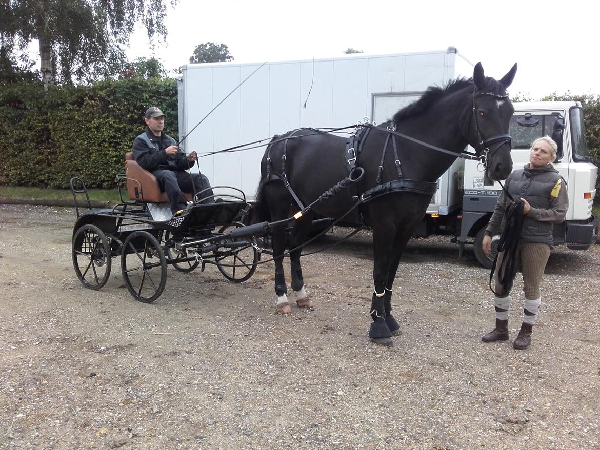 Oldenborg Pandora Noir billede 4