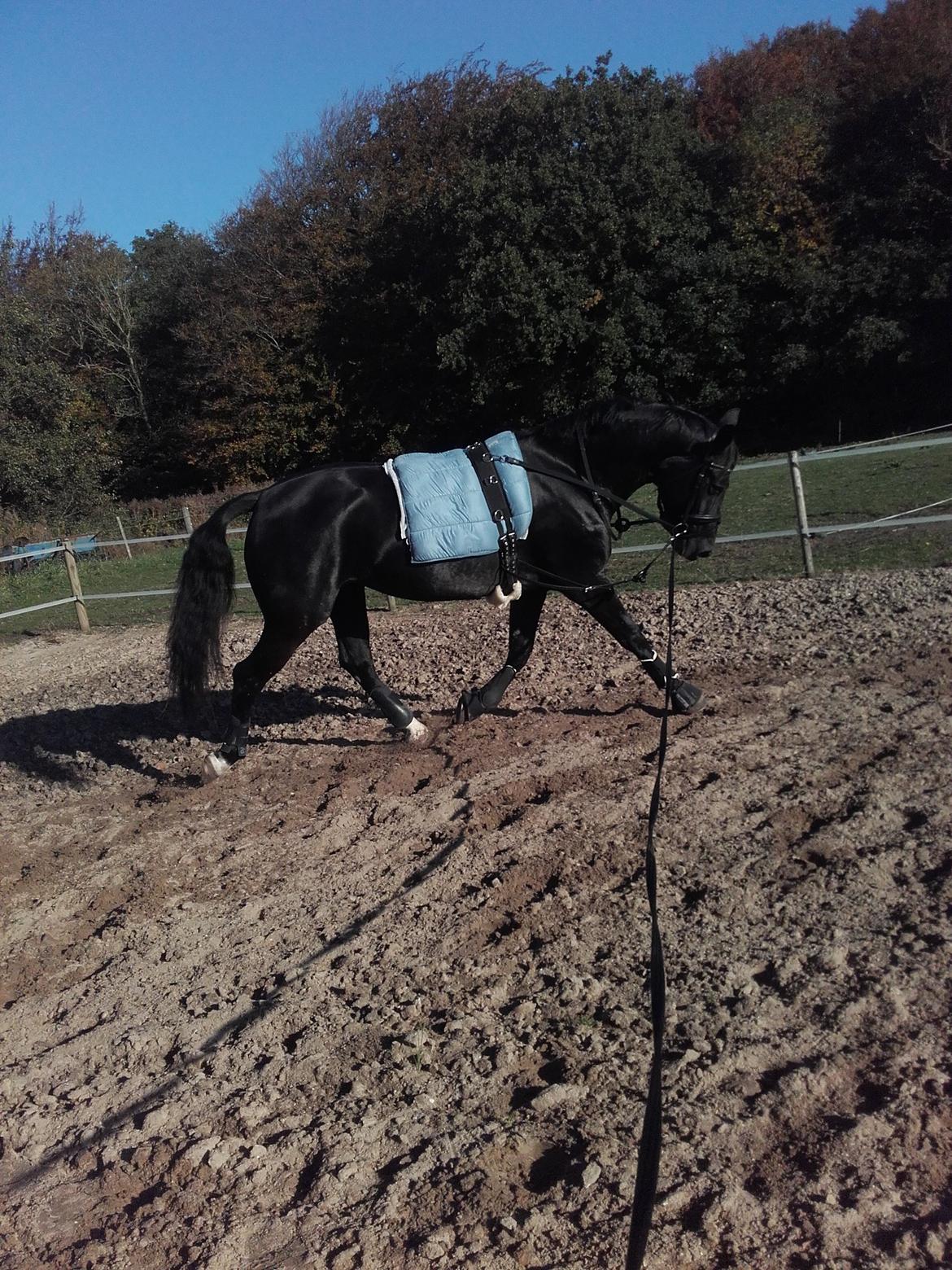 Oldenborg Pandora Noir billede 3