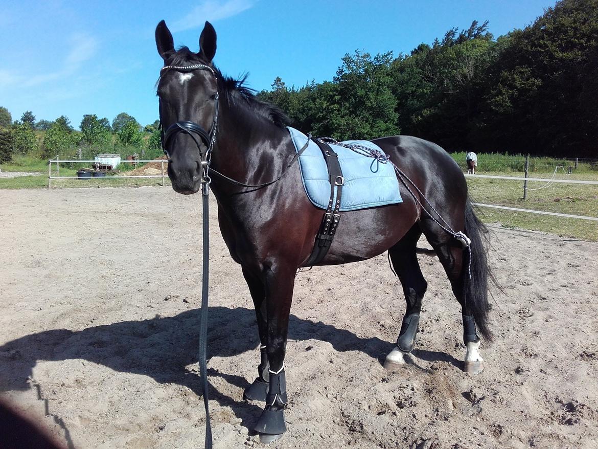 Oldenborg Pandora Noir billede 2