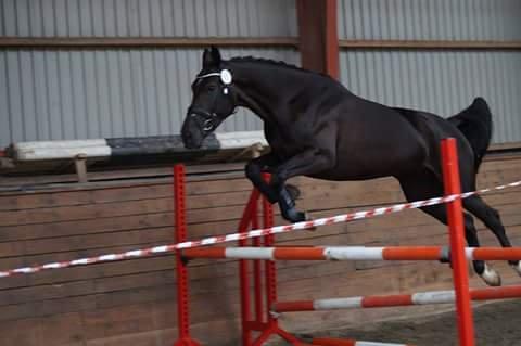 Oldenborg Pandora Noir billede 7