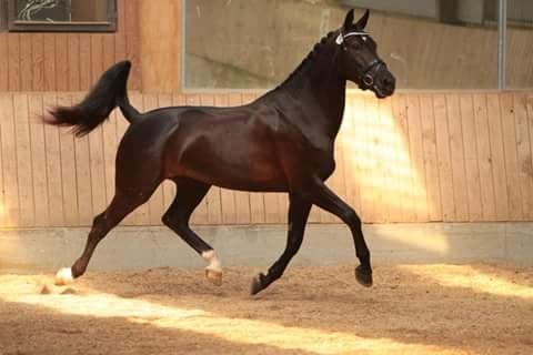 Oldenborg Pandora Noir billede 8