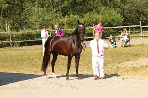 Oldenborg Pandora Noir billede 9