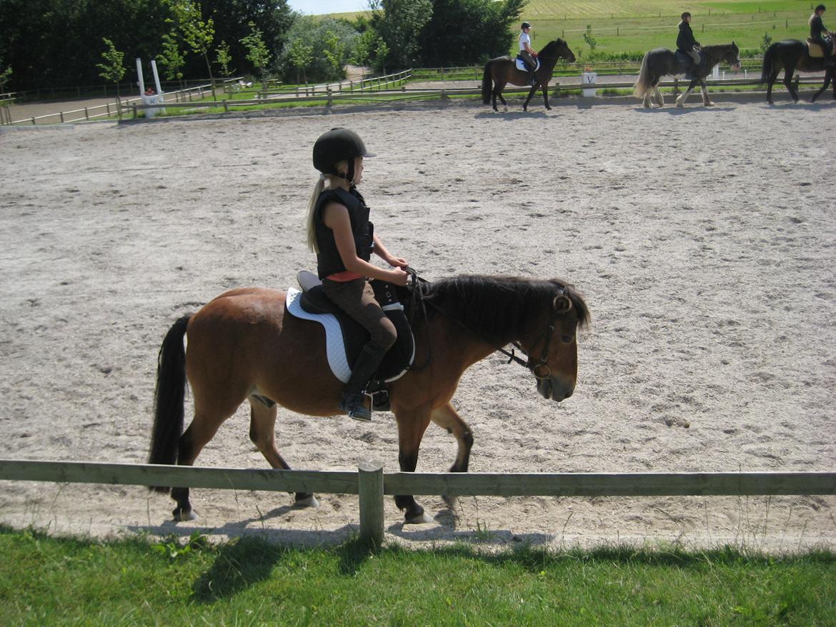 Anden særlig race Joy billede 8