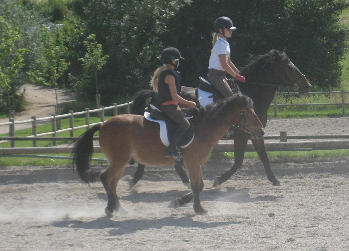 Anden særlig race Joy billede 4