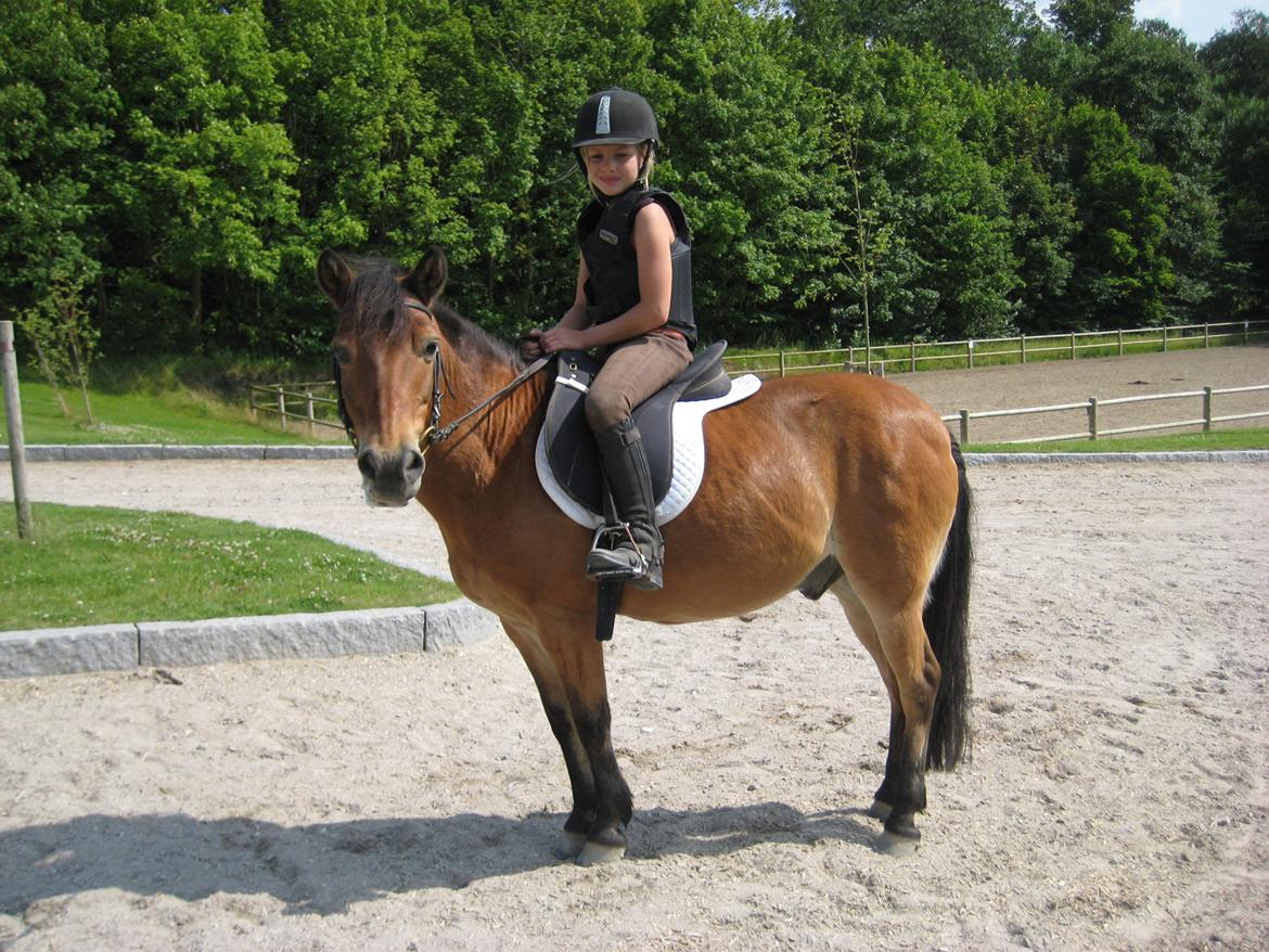 Anden særlig race Joy billede 3