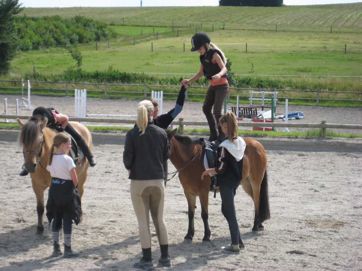 Anden særlig race Joy billede 6