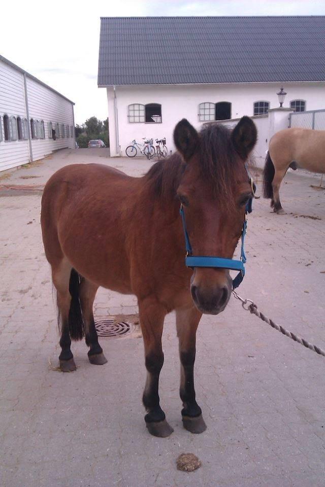 Anden særlig race Joy billede 10