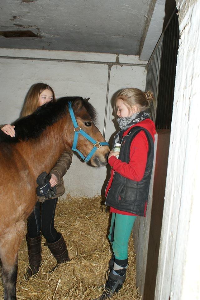 Anden særlig race Joy billede 2