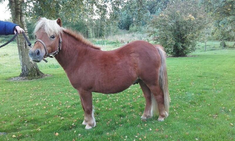 Shetlænder Hedens Toyota  billede 2